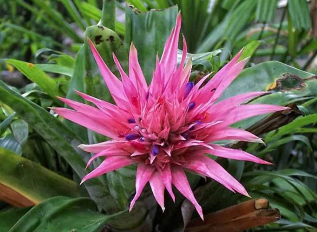 凤梨花语鸿运当头8种特色凤梨花样子美观大气养护简单