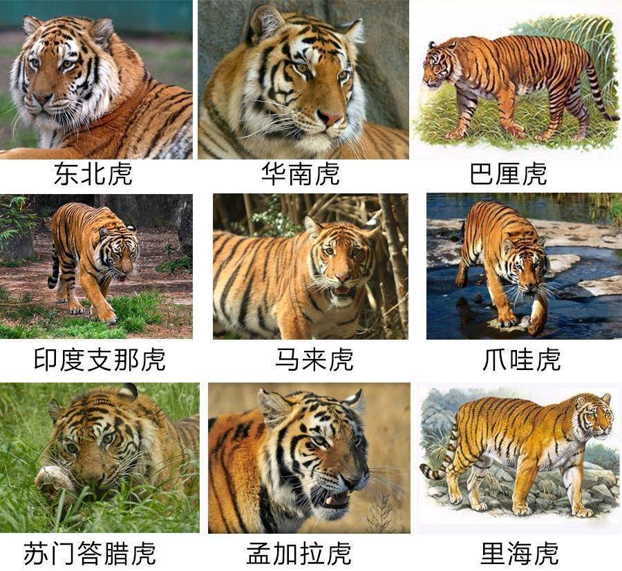 各种老虎体型对比图片
