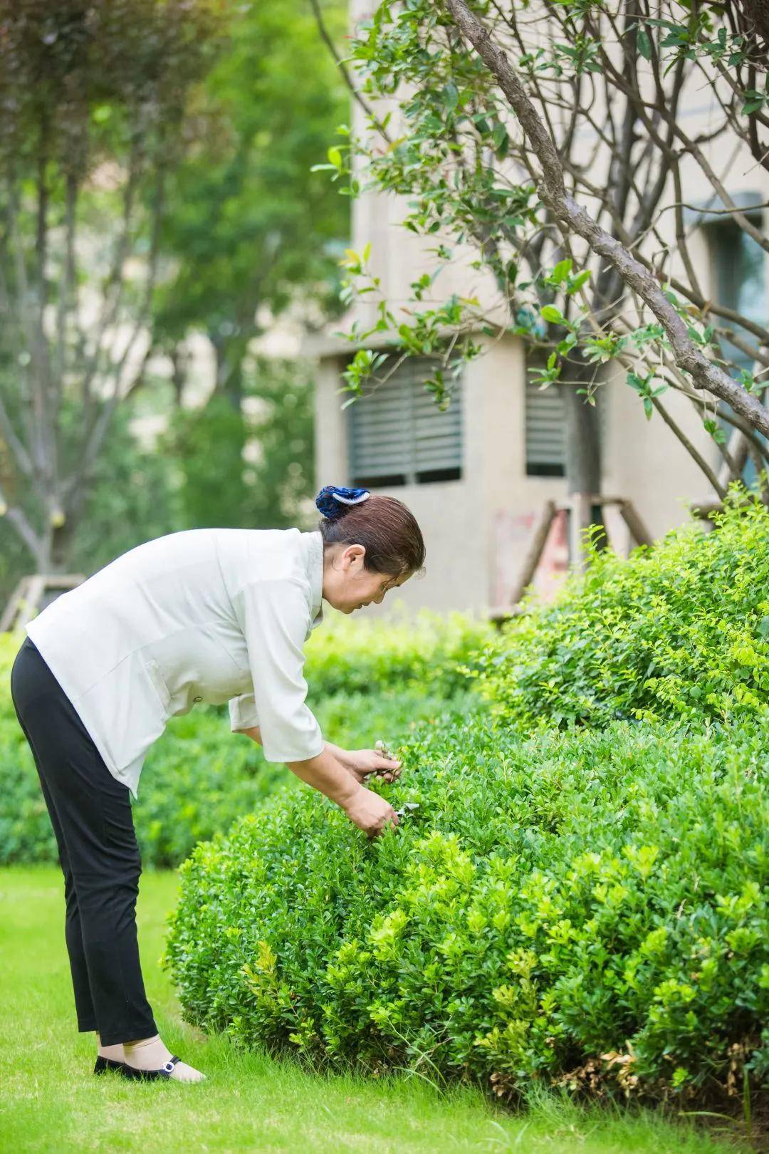 園區內的動人景色 是由一雙雙巧手時刻呵護 專業的保潔和園林綠化養護