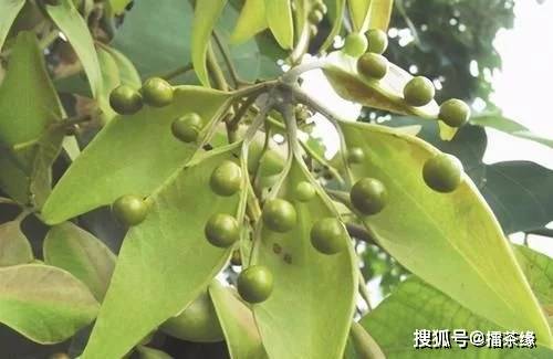 梧桐子梧桐子就是梧桐树的种子,是一种功效出色的中药材,这种中药材中
