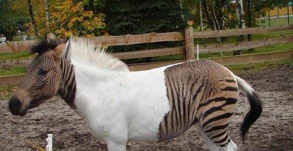 神奇罕见的杂交动物它们是怎么诞生的呢