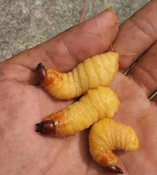 让人看到都瘆得慌的虫子,可是不多得的美食,你敢吃哪种呢