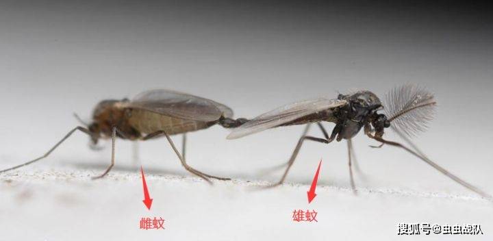 蚊子一生是如何度过的以及最后是如何死亡的