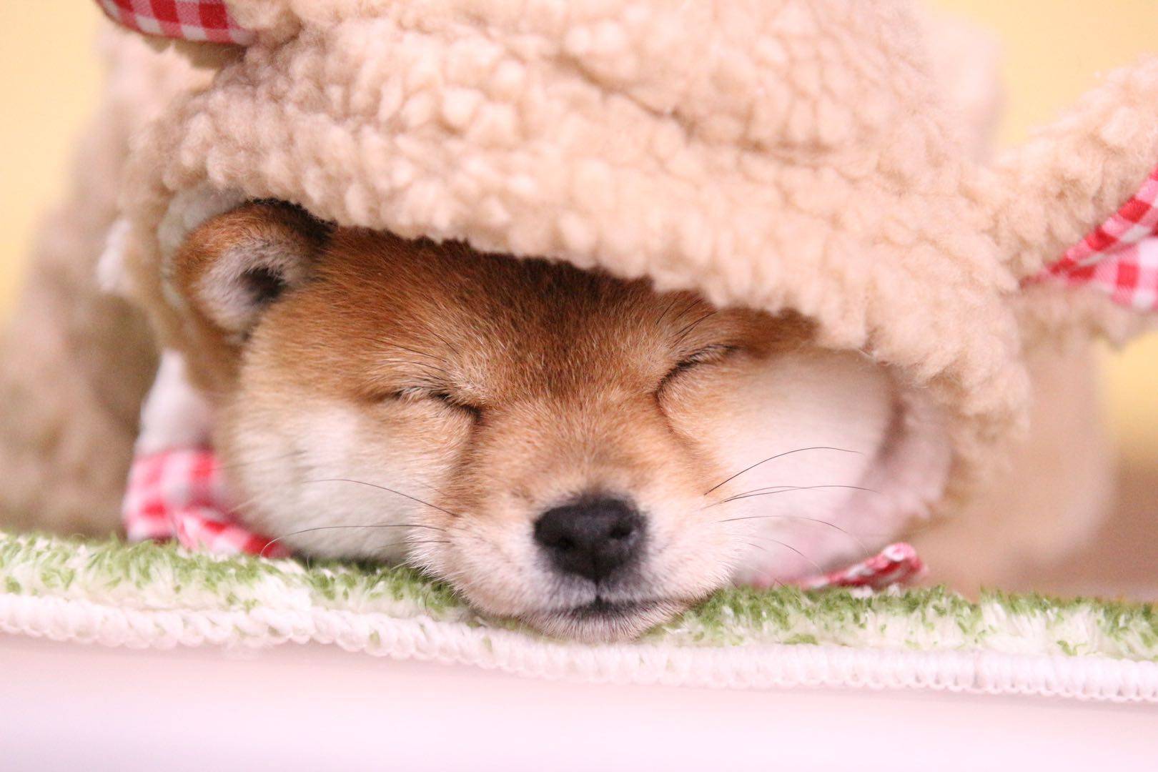 柴犬的性格特征