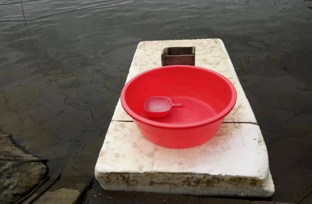 好水养好虾对虾养殖前期如何培育硅藻水