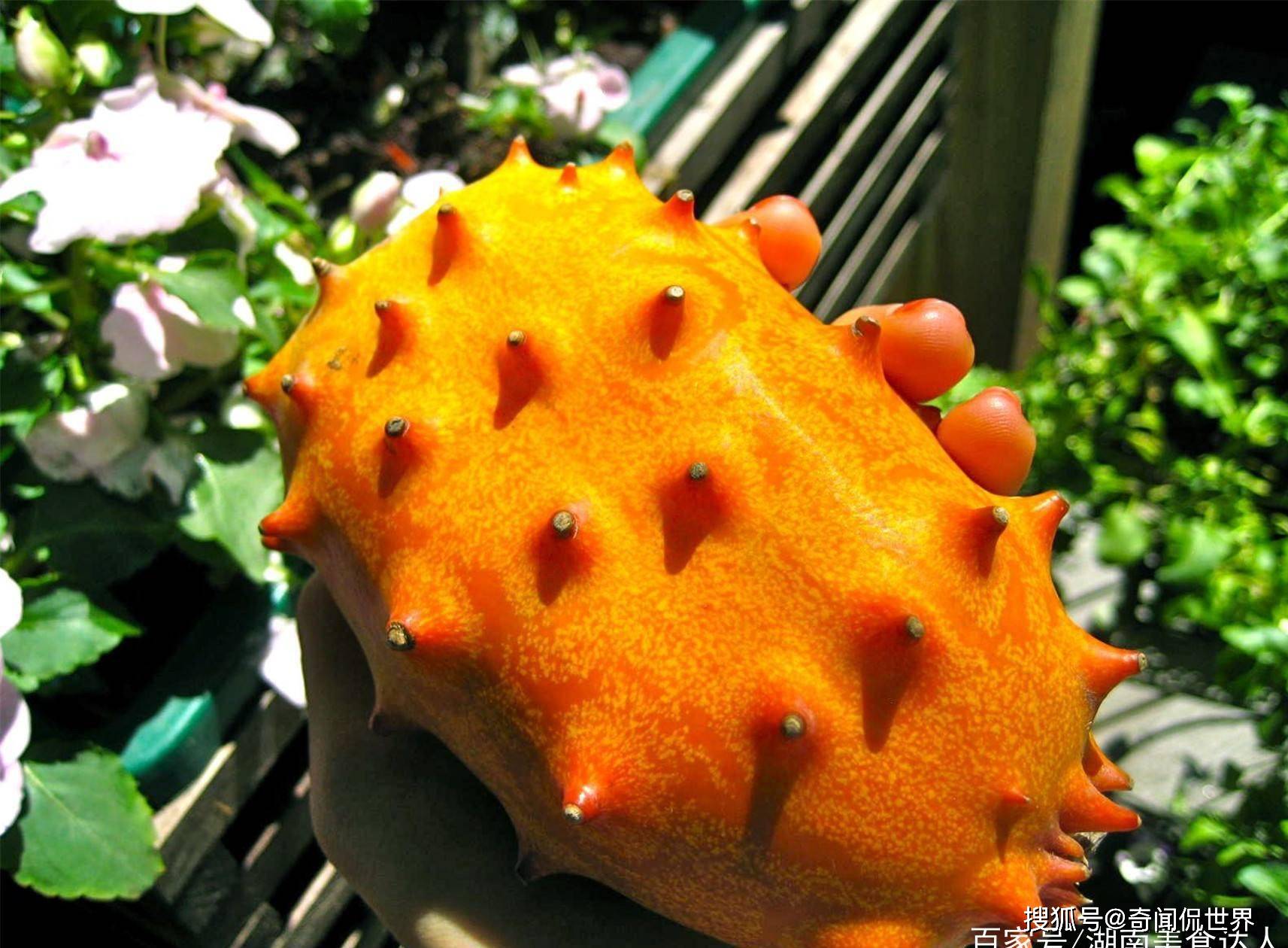 4种稀有水果,市场上难见到,碰到别手软,买点尝尝味-搜狐大视野-搜狐新