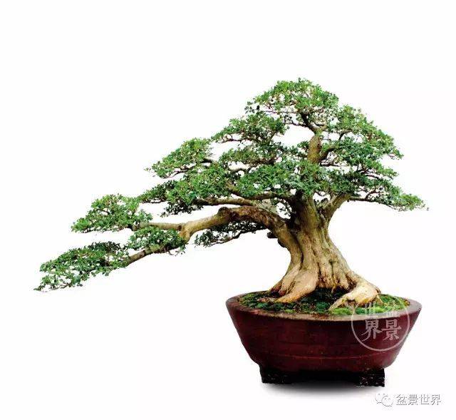 最美的100盆黄杨盆景