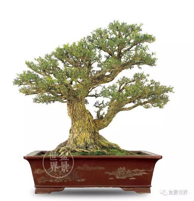 最美的100盆黄杨盆景