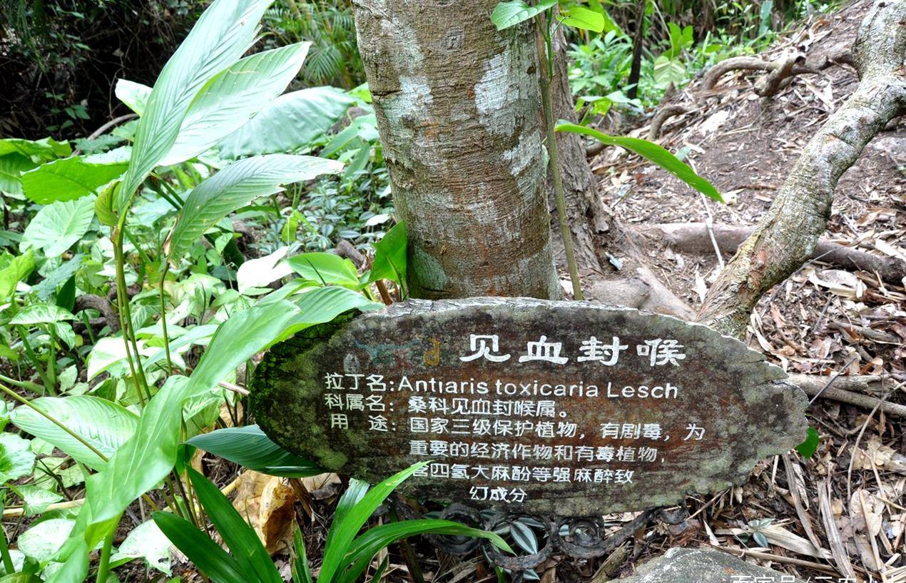 鉴于箭毒木(见血封喉)的毒性过于强烈,它的其他价值我就不一一介绍了