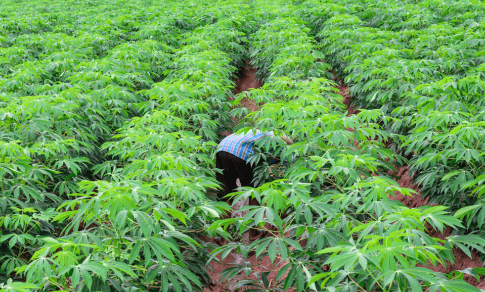 年轻人爱喝的奶茶里的"珍珠",制作原料可能来自一种有毒植物_木薯