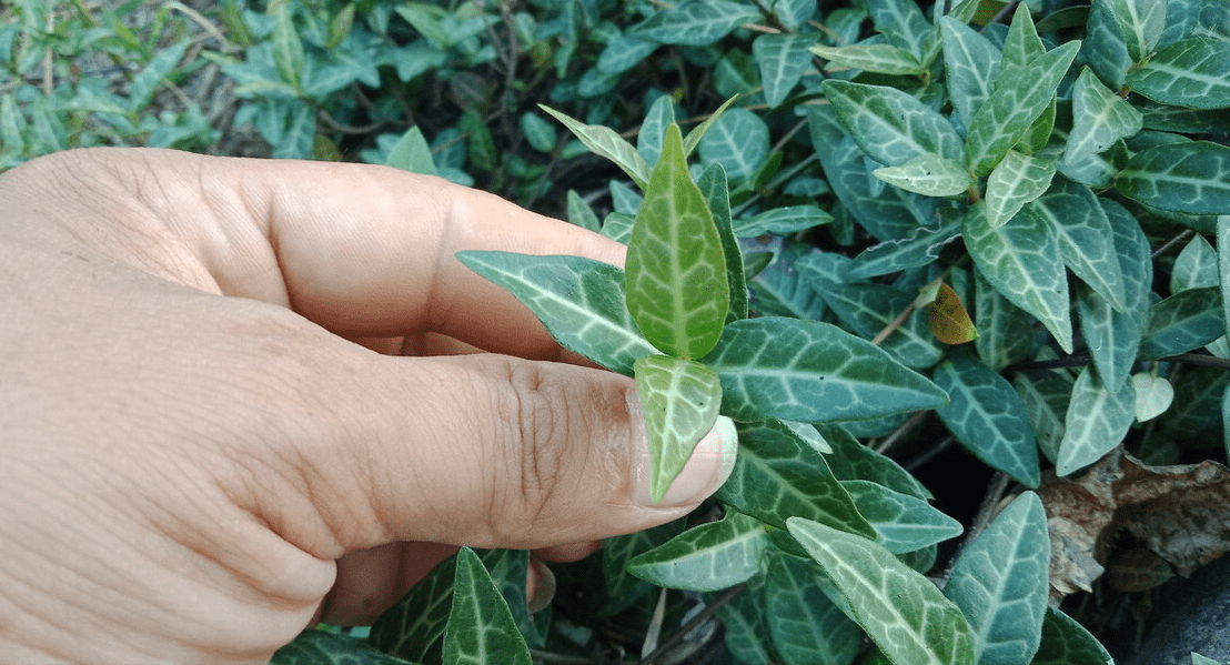 络石藤的功效与作用(络石藤的功效与作用及食用方法)