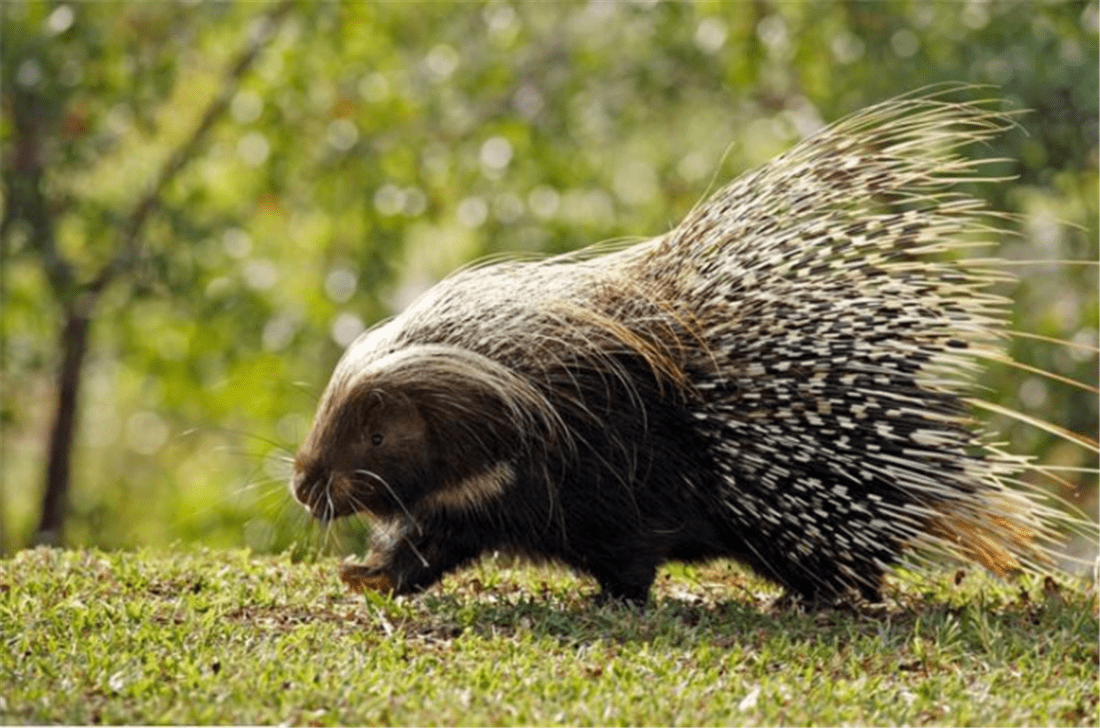 原创箭猪全身长满2万多根刺每根末端有800个倒刺连狮子都不敢近身