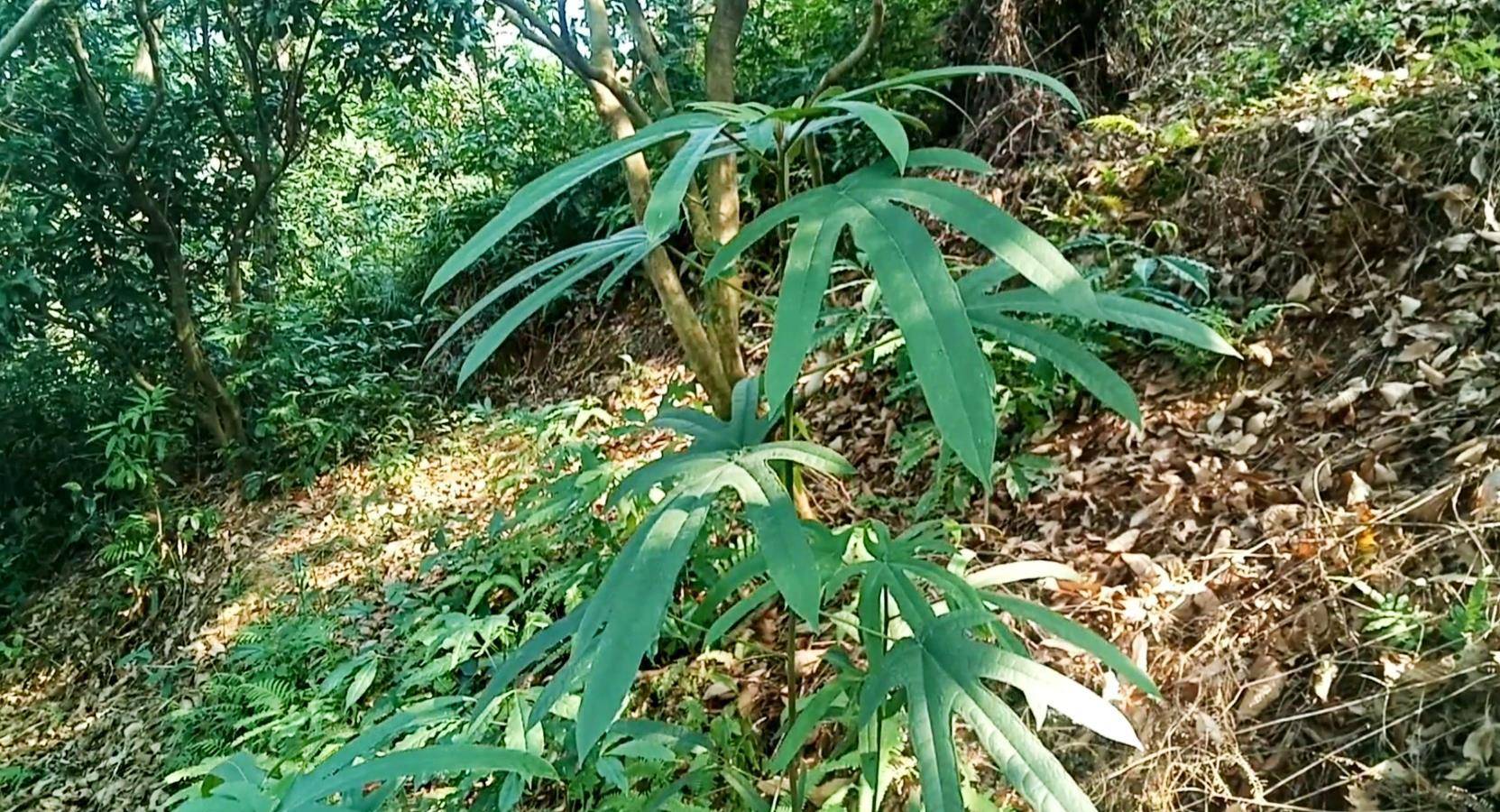 俗语:牛奶子,一种带着奶香的植物根,用来煲汤味道清香沁人