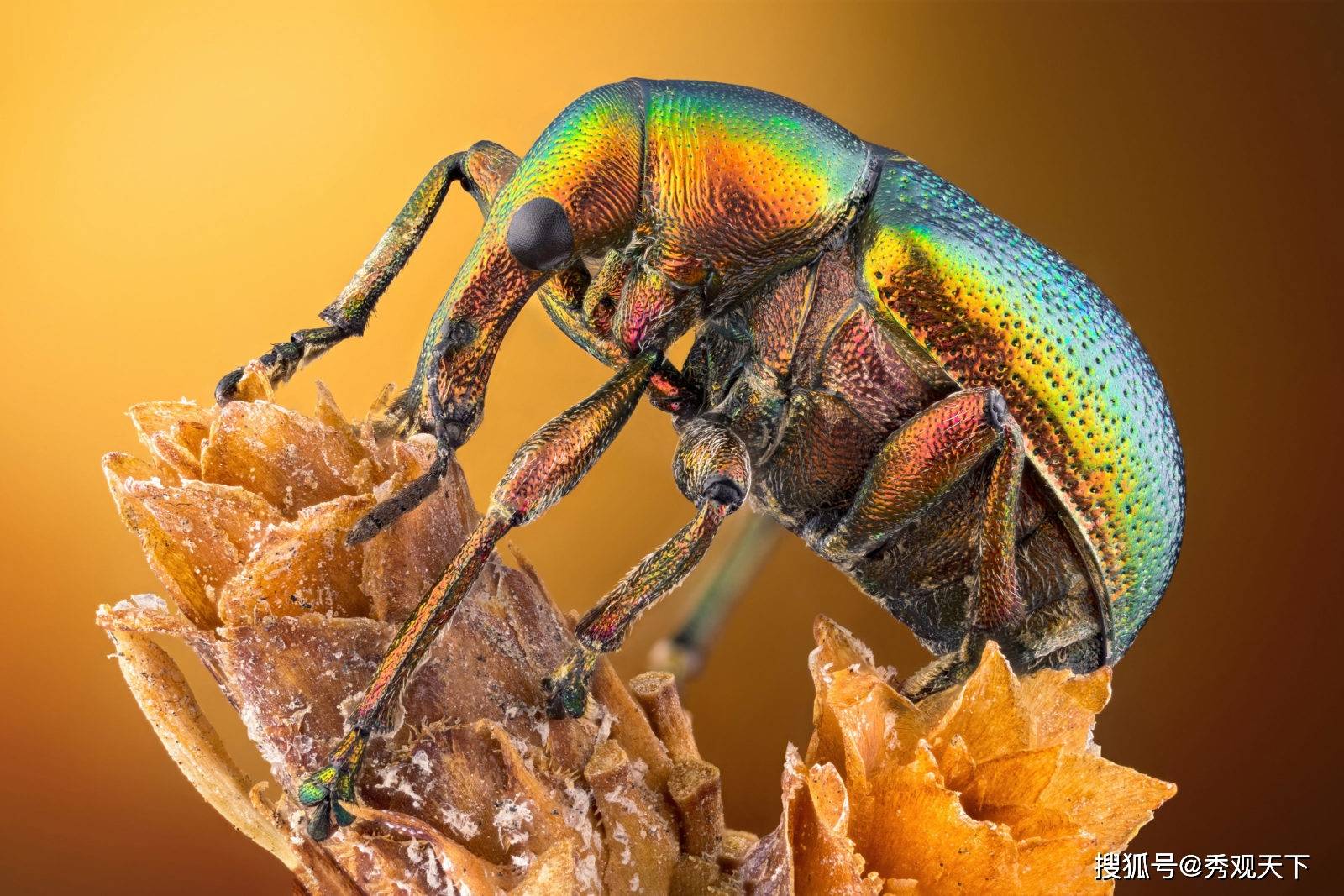 nikon"微小世界"摄影大赛优秀作品一览