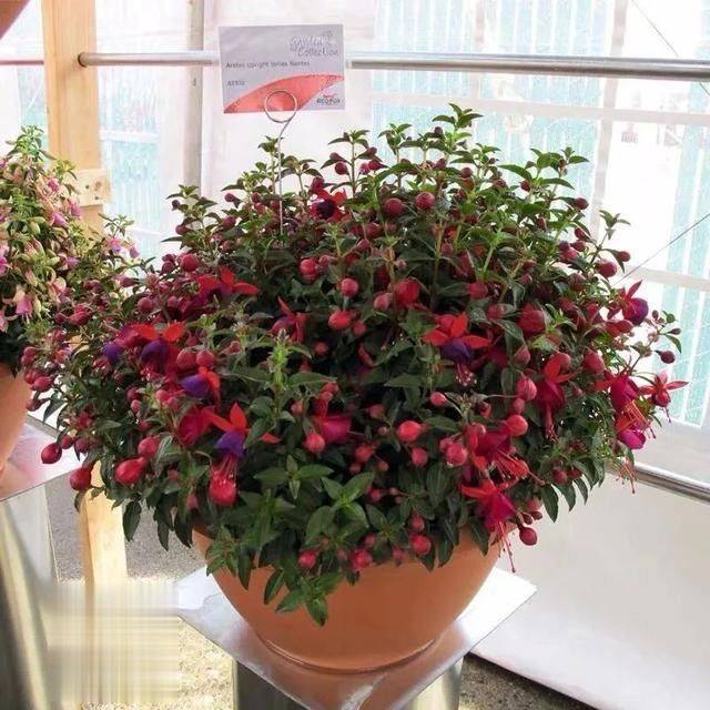 原创秋天养倒挂金钟,注意5点,花开五彩斑斓,盆盆都爆成大花球