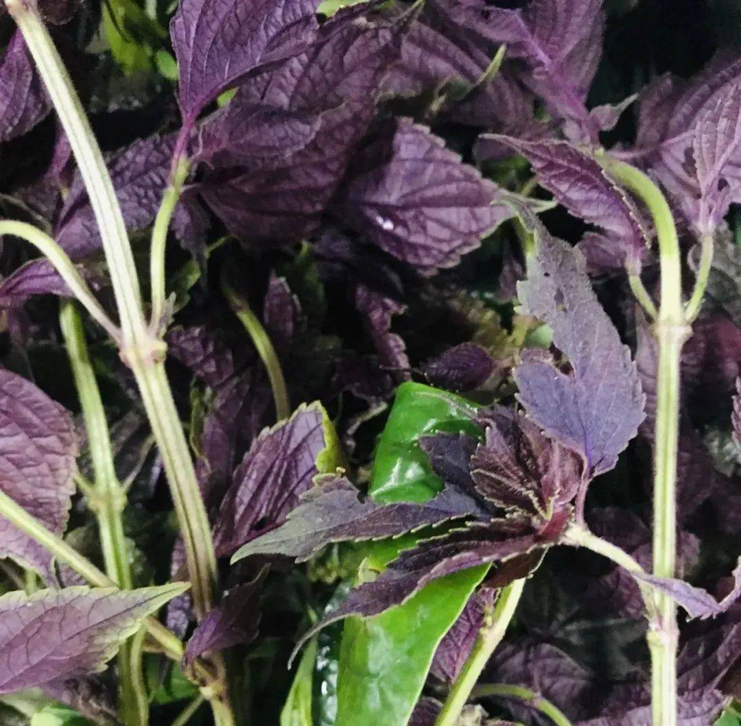 农业养生丨可食用的叶子——紫苏