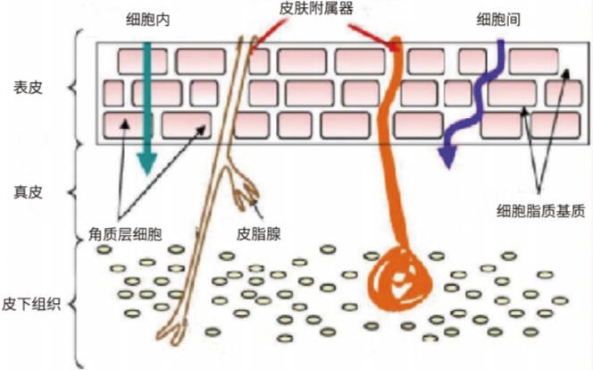 梦禾精华用的sis活性胶原你知道多少