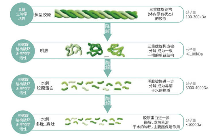 梦禾精华用的sis活性胶原,你知道多少?