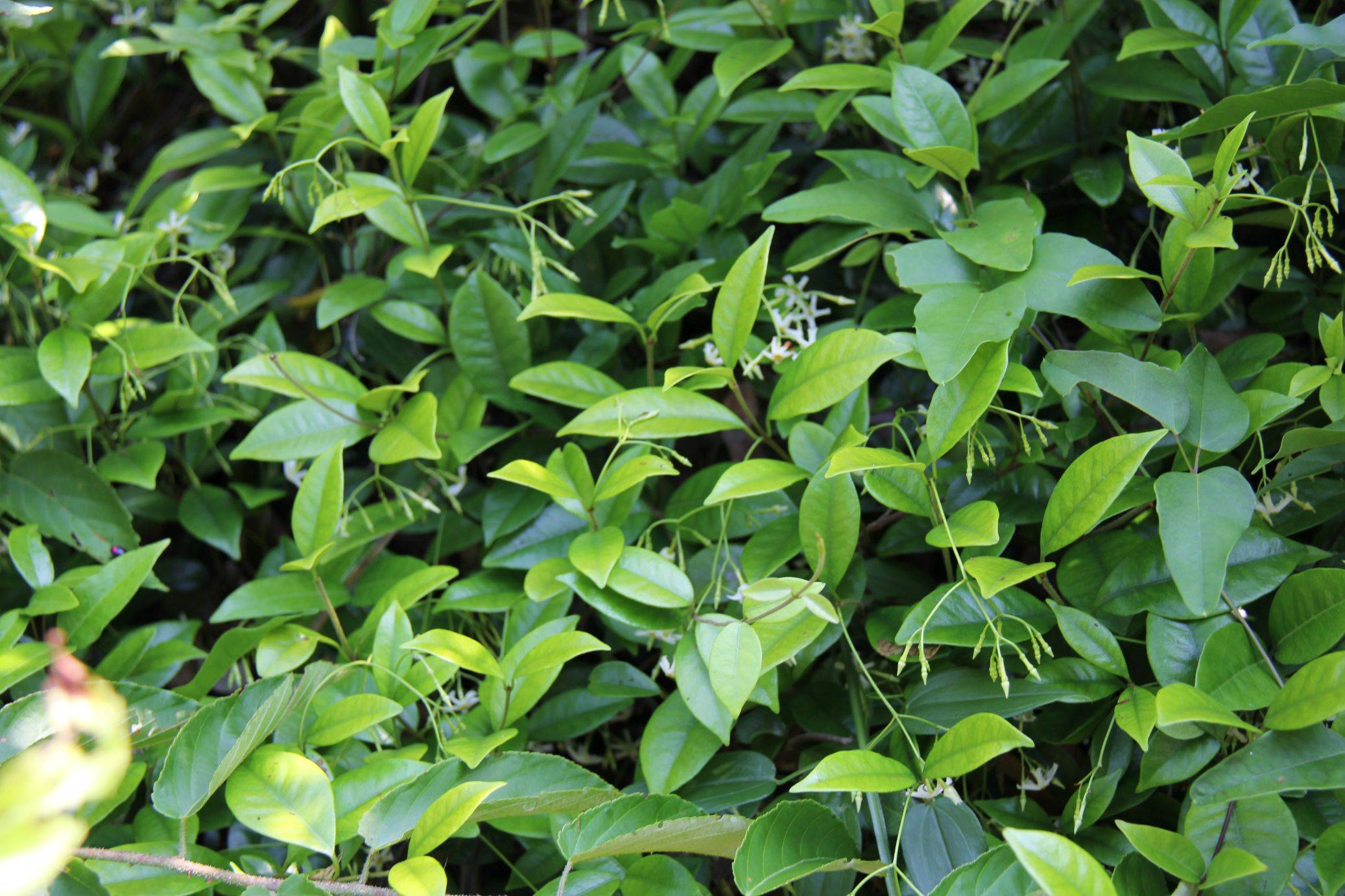 庆元植物1341-夹竹桃科-络石属-亚洲络石_手机搜狐网