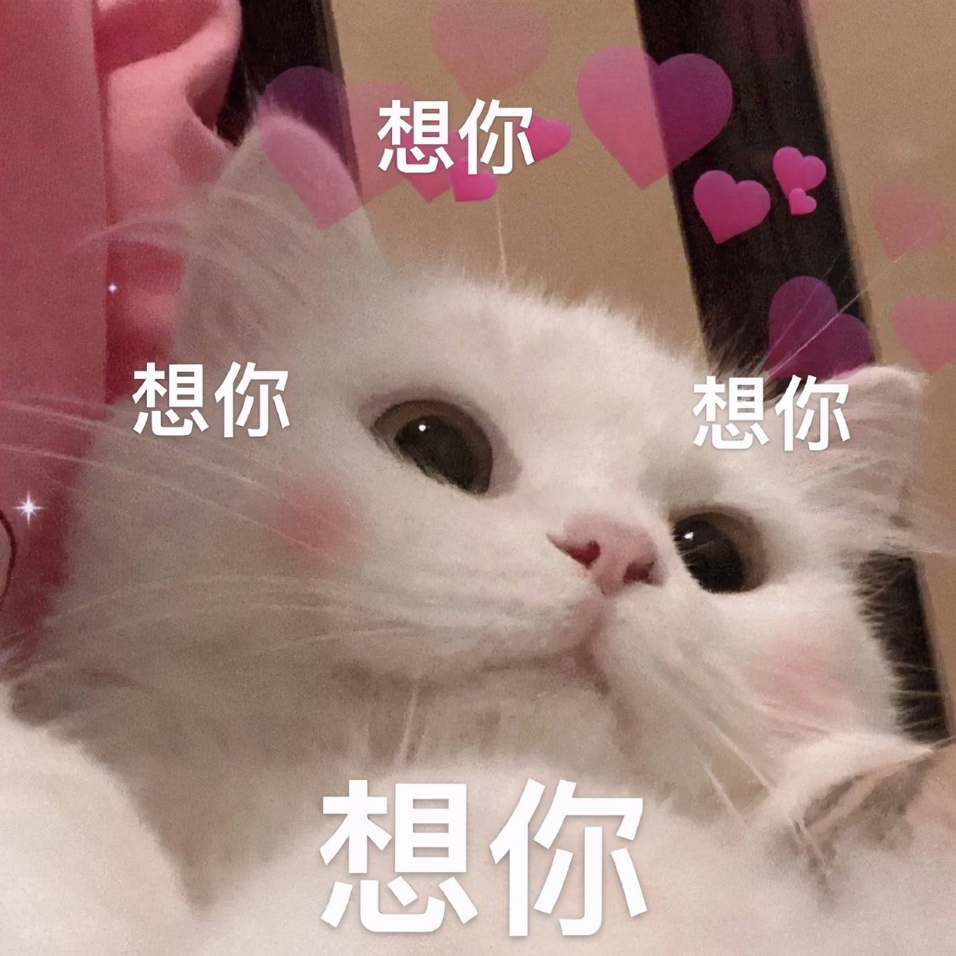 猫咪表情包合集