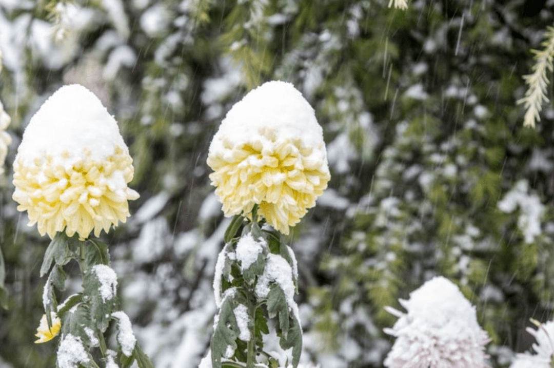 【詩詞鑑賞】十首冬天菊花的詩詞,在冰天雪地裡依然是那樣美麗!