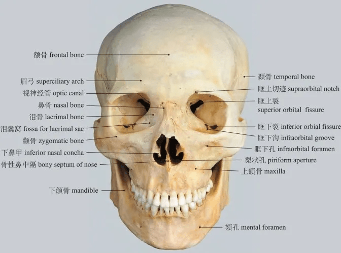 圖1-26 顱前面觀anterior aspect of skull圖1-27 顱側面觀lateral