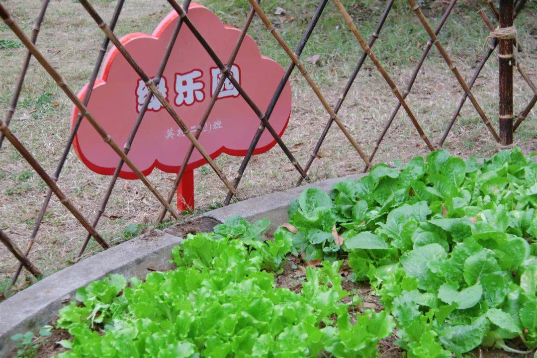 種菜玩出花樣試驗田蘇州外國語學校開心農場成校園熱門打卡地