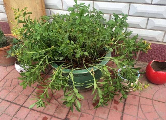 原创驱蚊草究竟能不能驱蚊怎么养驱蚊草5点解决你的问题