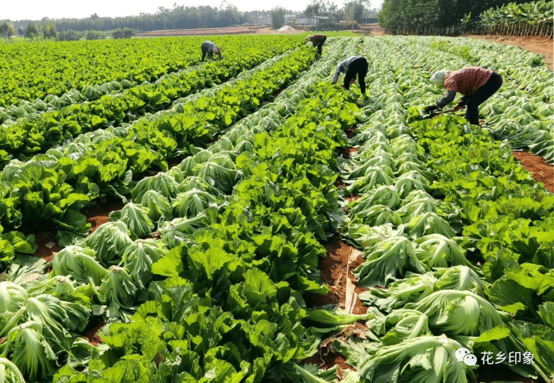 笑意暖人心横县冬菜喜获丰收