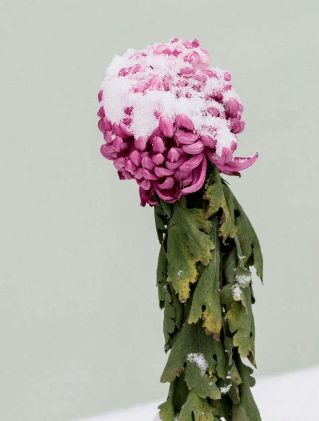 十首冬天菊花的诗词,在冰天雪地里依然是那样美丽!