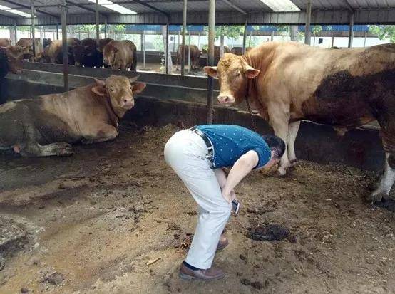 养牛失败的4点原因你占了几个