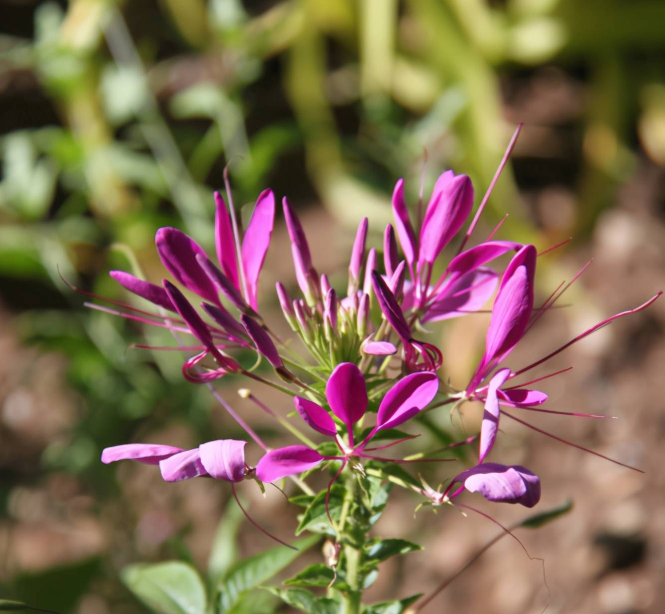 这6种喜阳的花,可以说是给点阳光就灿烂系列,一定要养两盆哦