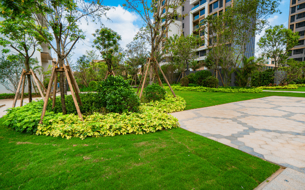 实地惠州常春藤背受青睐的原因究竟是什么