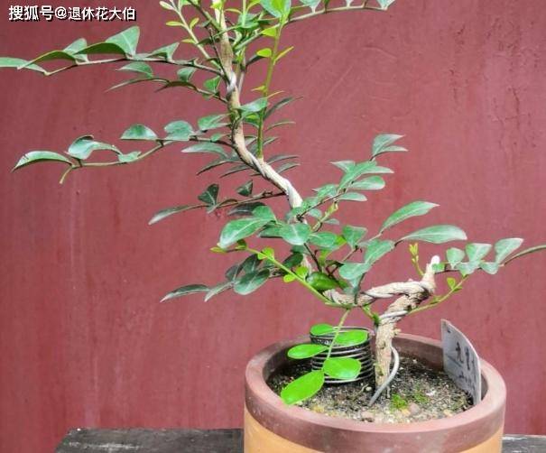 盆栽九里香该怎么管理才能不烂根早预防早治疗