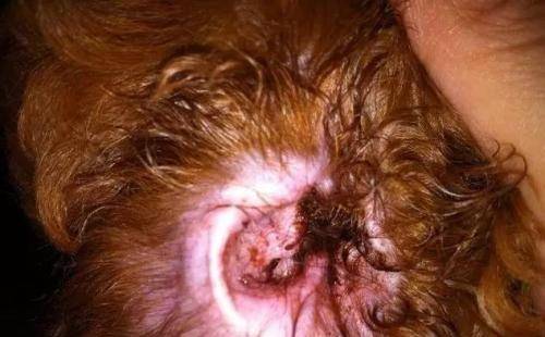 虽然狗狗的耳螨不是特别严重的问题,但是它的传染性较高,如果不及时