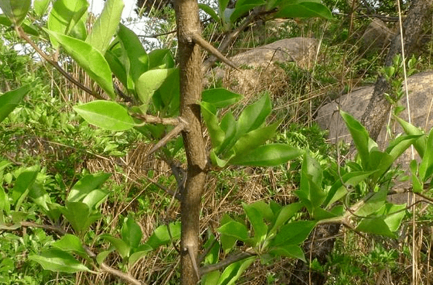 黄桑刺树叶图片图片