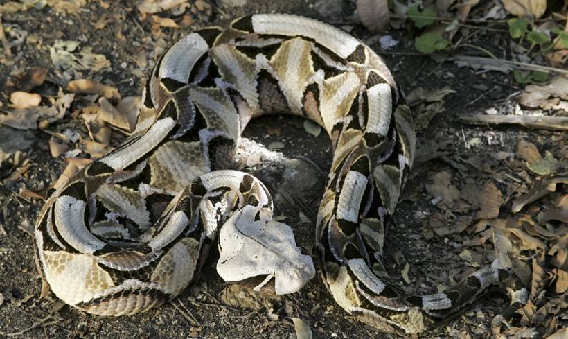 世界上最毒的蛇致命图片