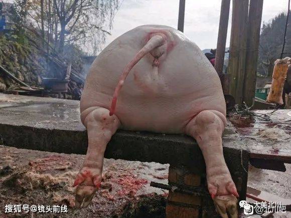 绵阳北川年猪喜获丰收,吃刨汤肉了!_屁股