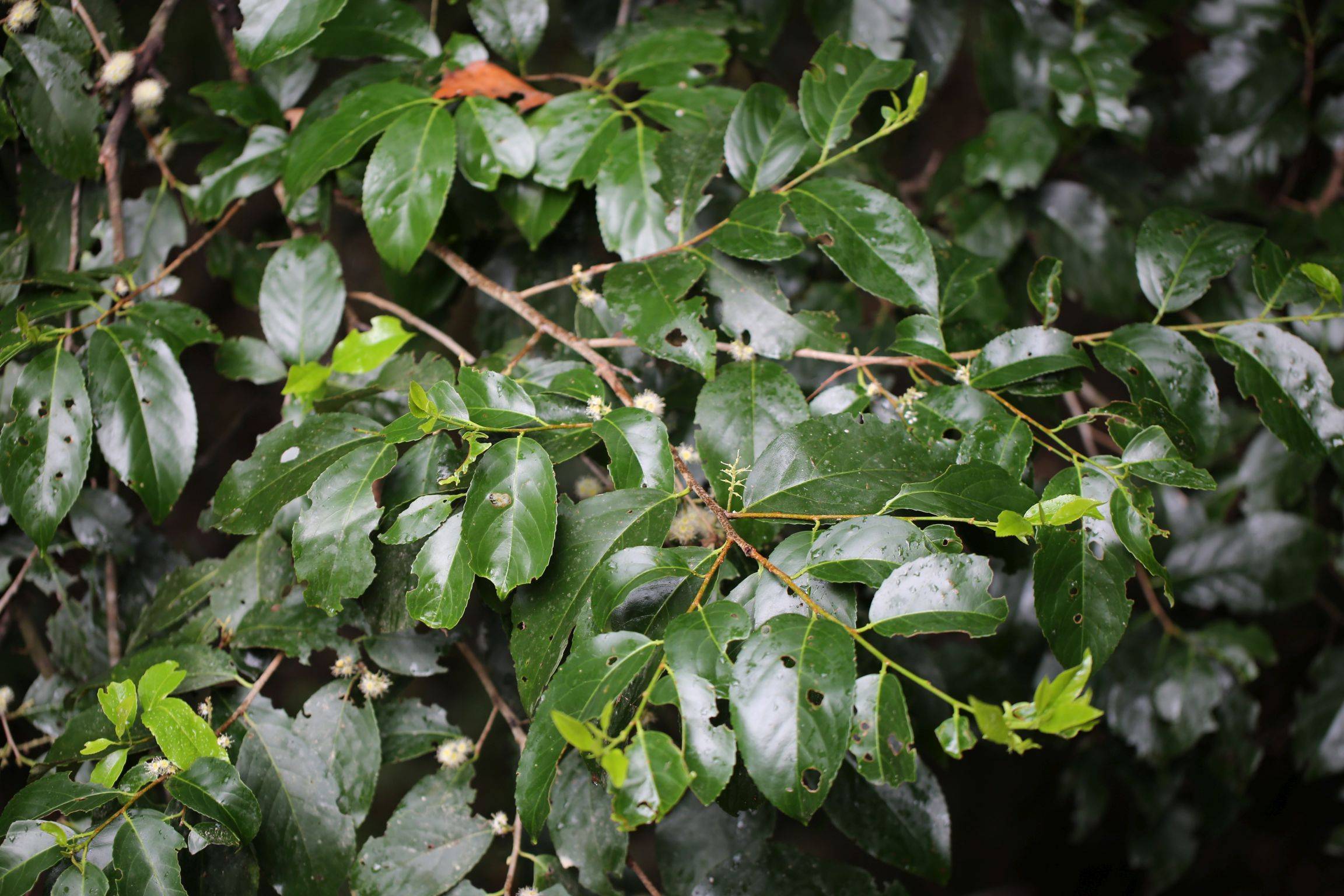 庆元植物1347蔷薇科桂樱属大叶桂樱