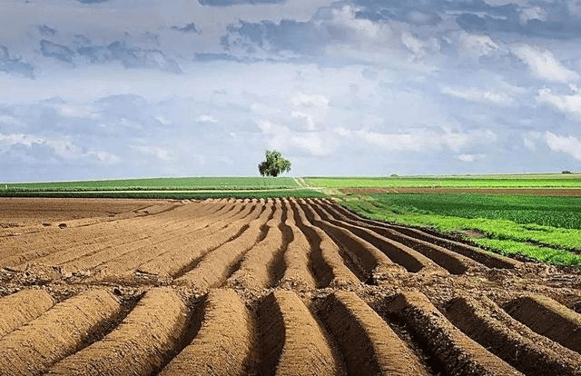 防治耕地非粮化牢守国家粮食安全生命线