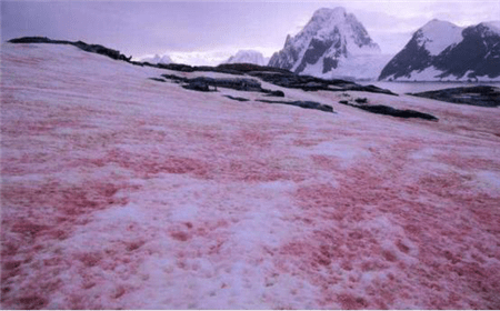 阿尔卑斯出现“粉色冰川”，科学家率先前往探查，研究后担忧不已