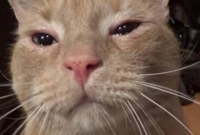 原创猫咪被铲屎官臭骂一脸委屈掉下眼泪花可怜模样让人心疼了