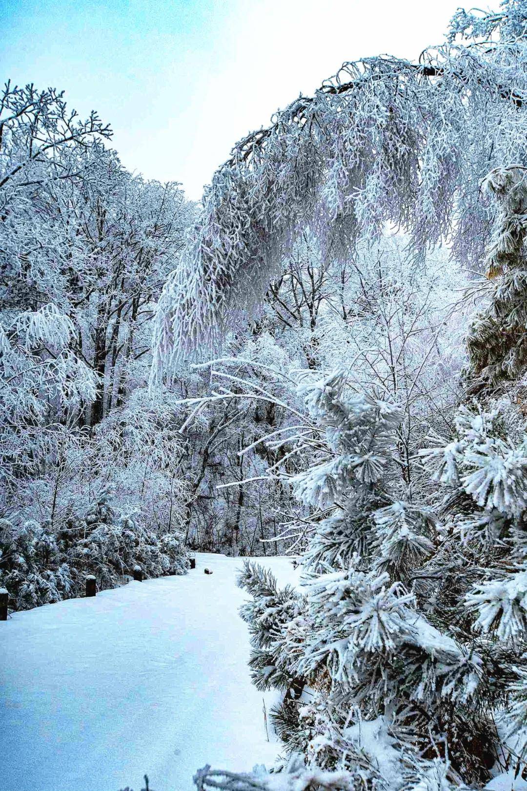 十里風雪天涯路秦嶺雪鄉留下吧紫柏山下是我家