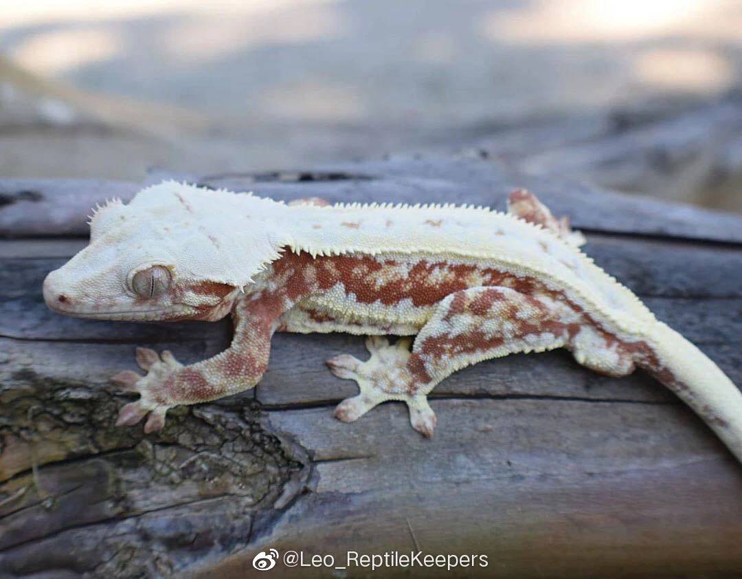 新手该选择哪种爬宠?