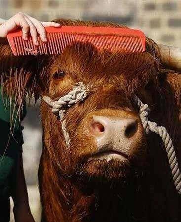 每日一笑:无论什么情况都不能乱了发型,牛也不例外