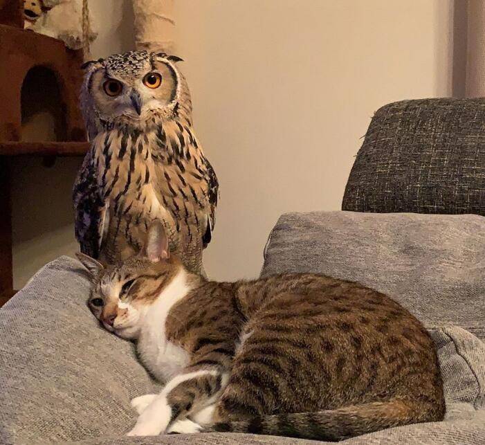 原创猫头鹰也有猫的特性超喜欢和主人玩逗猫棒灵动的脑袋好可爱