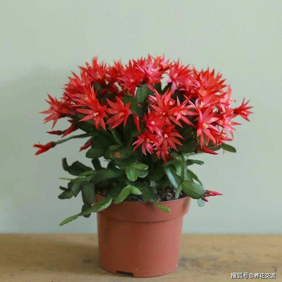 冬天室内少不了的6种小型盆栽花卉,春节前后一直在开花