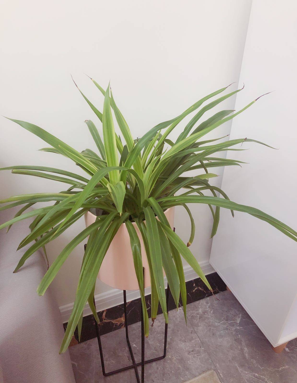 三脚花架上摆放了一盆绿萝感觉花架更漂亮