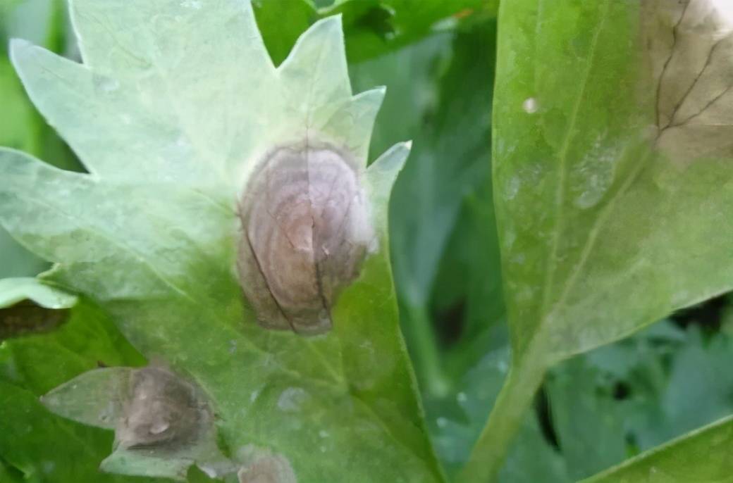 芹菜生产中的第二大病害—芹菜早疫病,您了解吗?