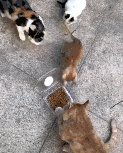 猫片精选:猫粮撒一地,猫咪一脸惊讶,这都是给我吃的吗?